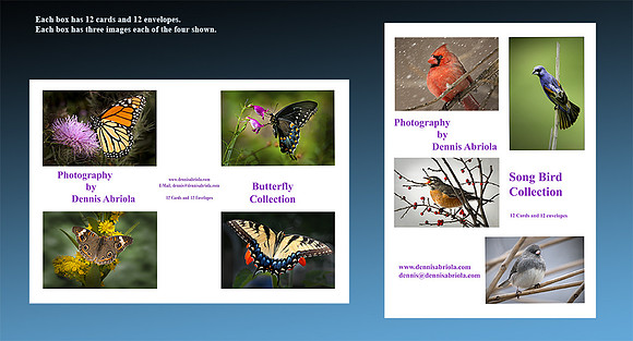 Butterfly's & Song Birds