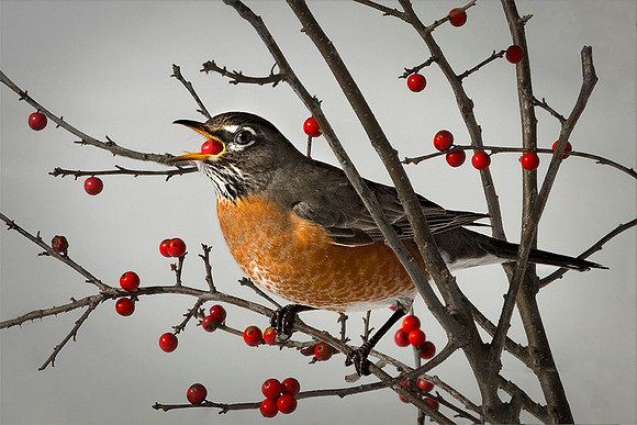 Berry Feast