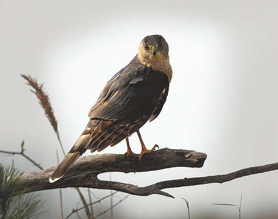 Coopers Hawk