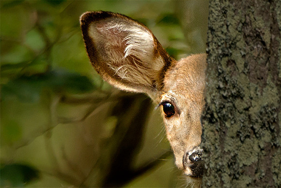 Hiding Deer "Peek-a-boo"#127