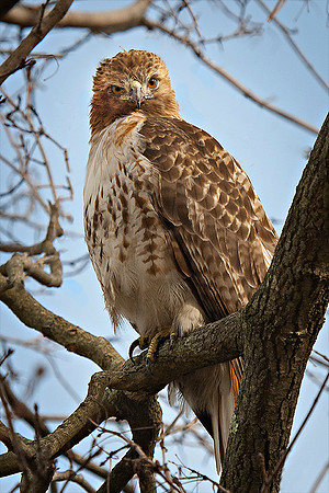 #142 Red Tail With an Attitude