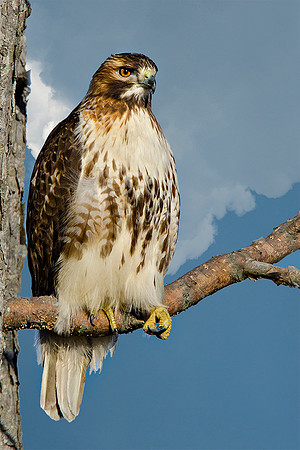 #140 Sunning Red Tail Hawk