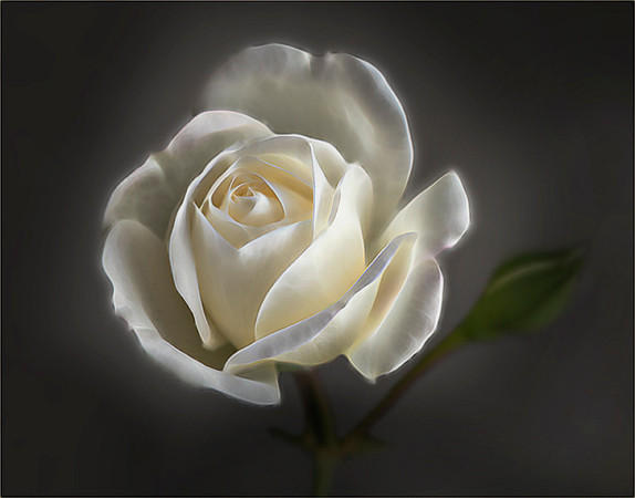 #147 Princess Rose