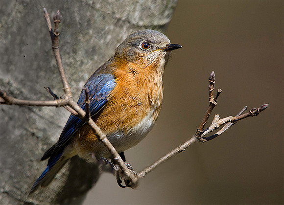 Eastern Bluebird #154