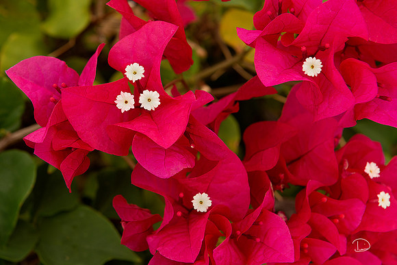 Bougainvillea Flower Red