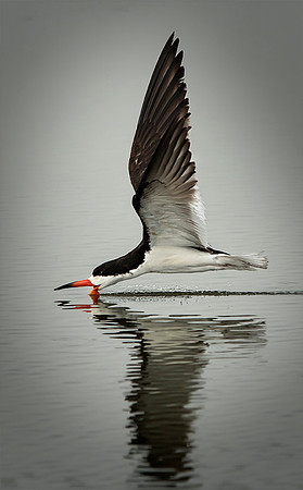 Black Skimmer Skimmin