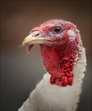Turkey 1