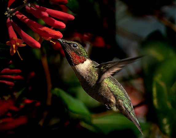 Adult Male Ruby Throated Hummer