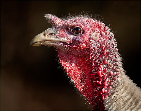 Turkey 2