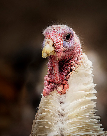 Turkey 3