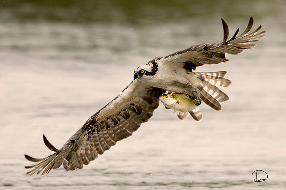 #2 Osprey