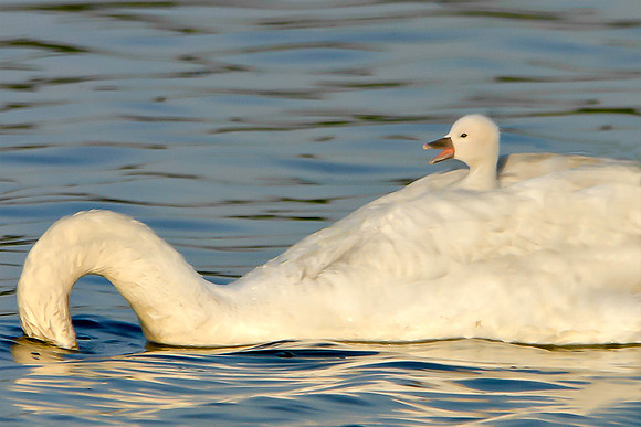 Squawking Cygnus On Swans Back #96