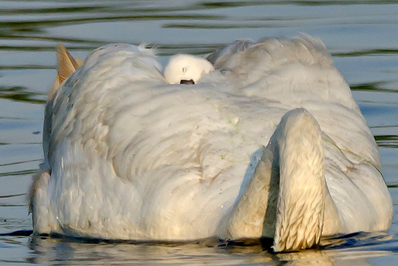 Sleeping Cygnet #97
