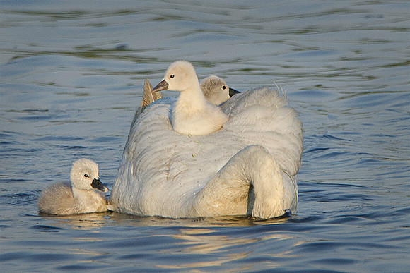 Swan & Cygnets #3