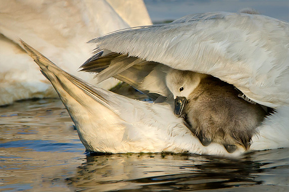 Swan & Cygnet #86