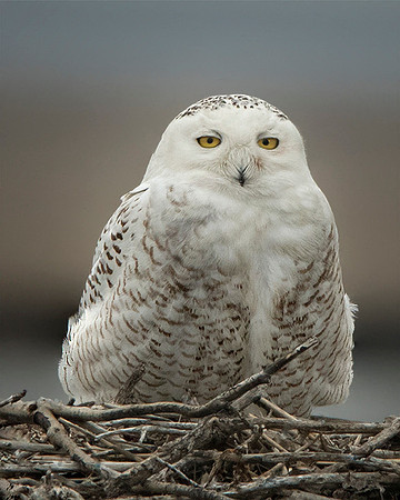 #201 Snowy Owl