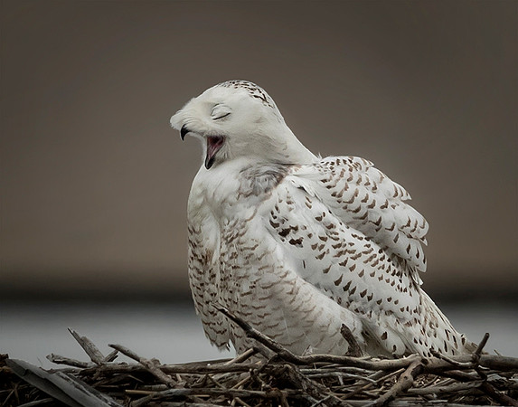 #200 Snowy Owl