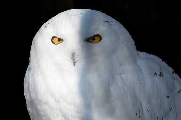 Snowy Owl 6