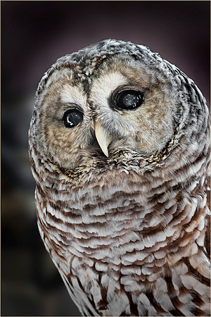 #218 Bard Owl