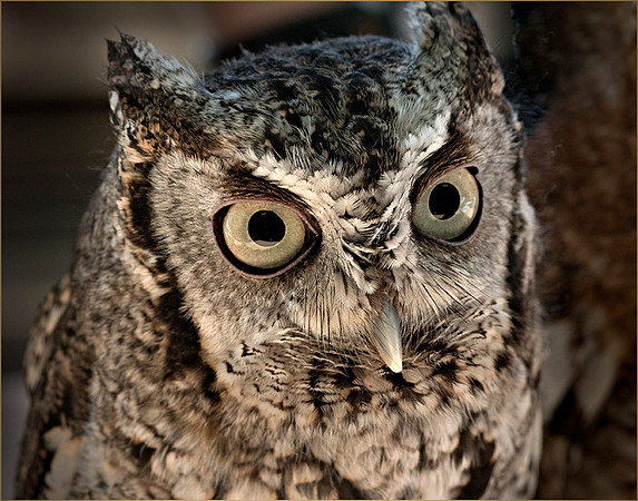 #198 Screech Owl