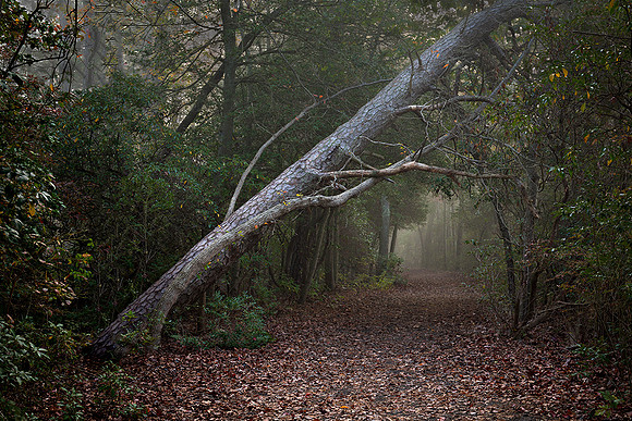 Bellplaine Path #191