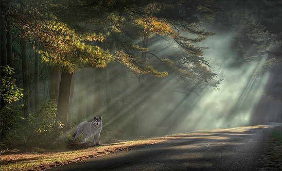 Wild Rays