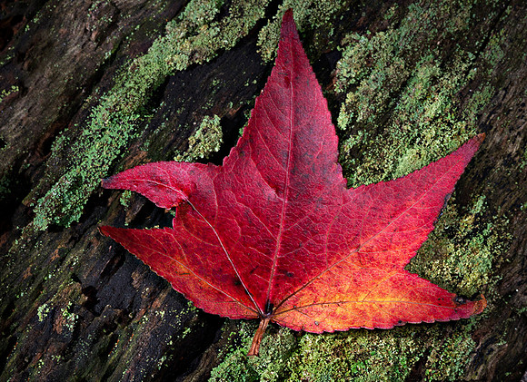 Fall Colors