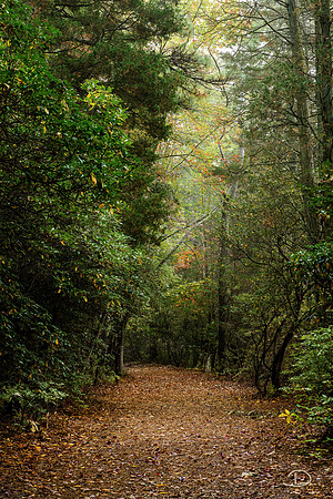 The Path