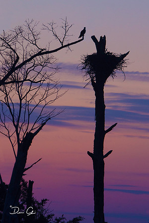 Osprey and Nest at Dusk