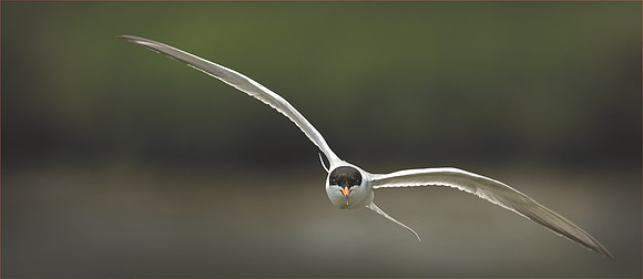 Common Tern