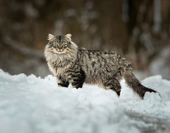Ferrell Cat