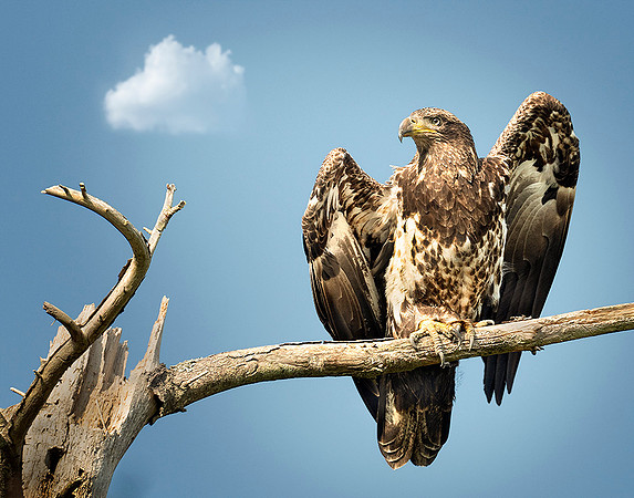 Juvenile Bald Eagle