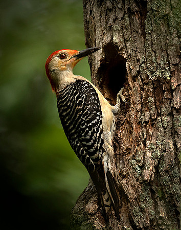 Red-bellied Woodpecker
