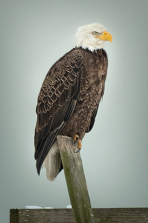 Adult Bald Eagle