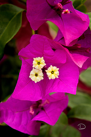 Bougainvillea Flower Pink