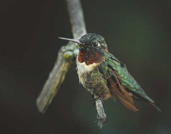 Hummer