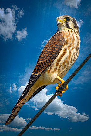 Kestrel 1