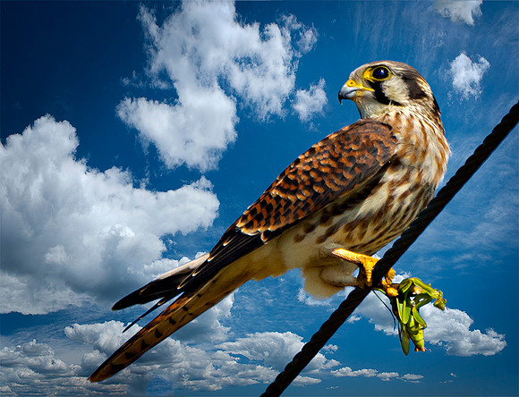 Kestrel 2