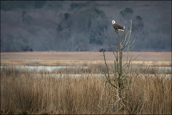 Solitary Raptor