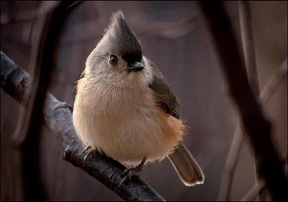 Tufted Titmouse #1