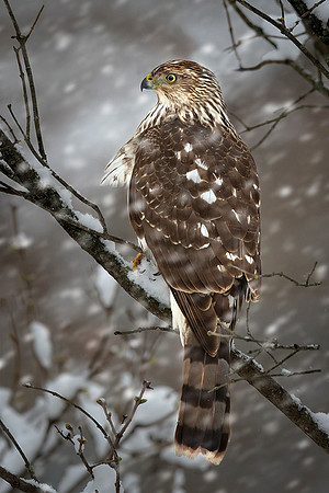 #234 Cooper's Hawk Winter
