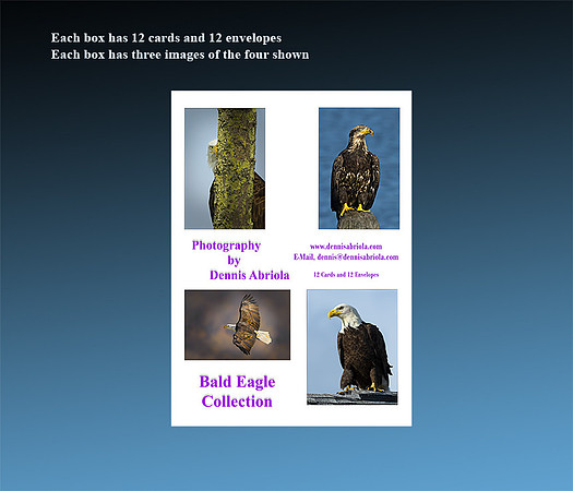 Bald Eagle Collection