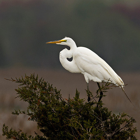 Egret #1