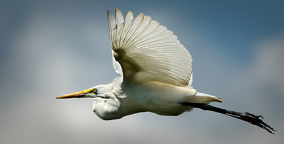 Egret #151