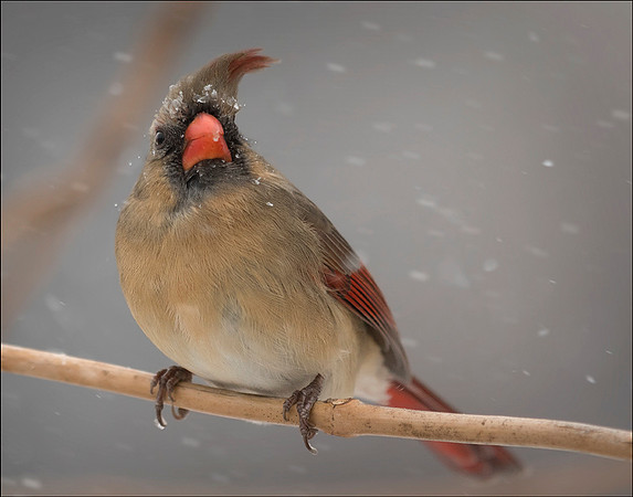Winter Wind #195