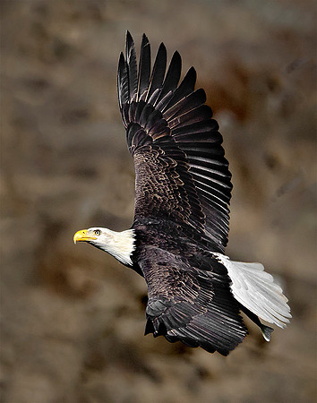 Bald Eagle #2