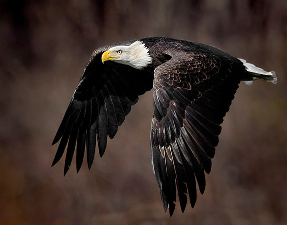 Adult Bald Eagle