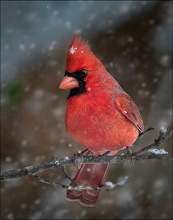 Winter Cardinal