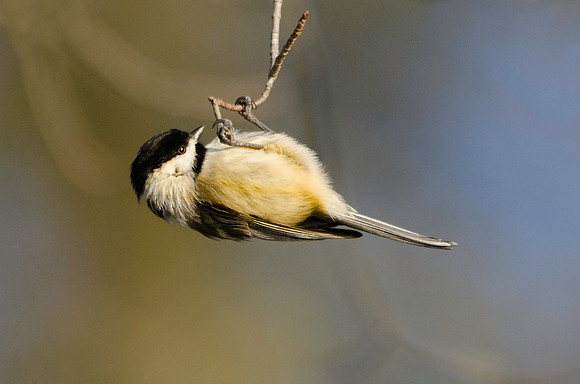 Hangin out #225