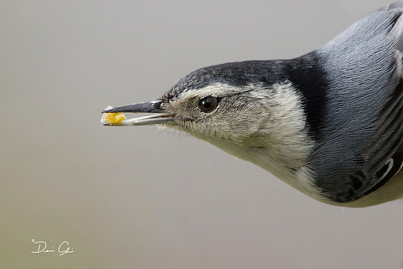White Breasted Nuthatch